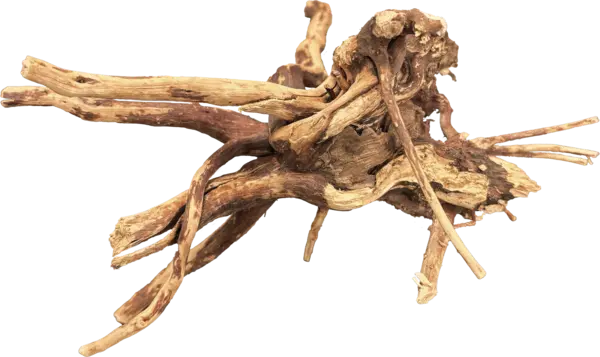 WOOD SPIDER BIOART