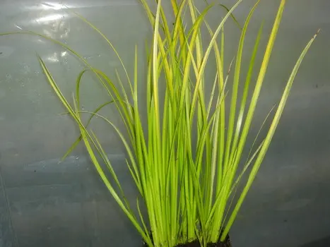 ACORUS GRAMINEUS OGON
