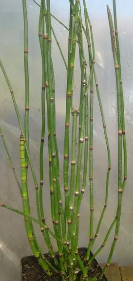 EQUISETUM JAPONICUM