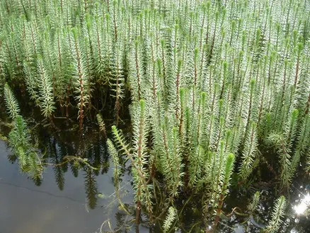 HIPPURIS VULGARIS