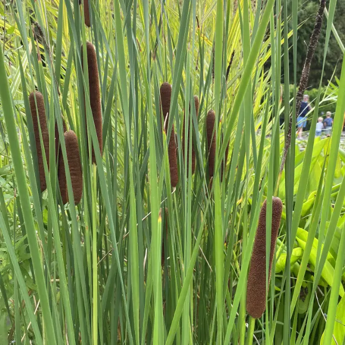 TYPHA  AUGUSTIFOLIA