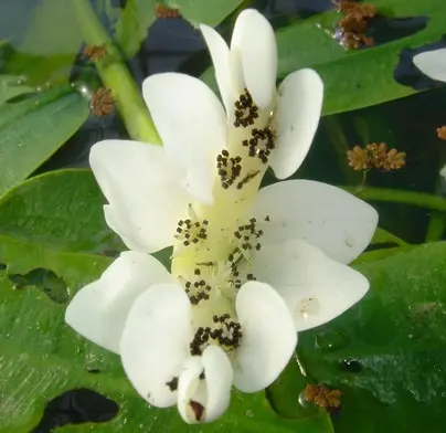 [262] APONEGETON DYSTACHIOS ( VANILLE D'EAU)