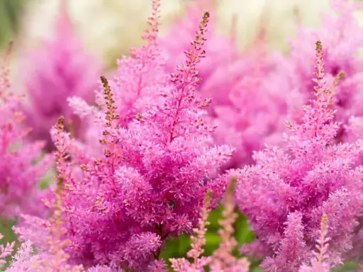 [268] ASTILBE 