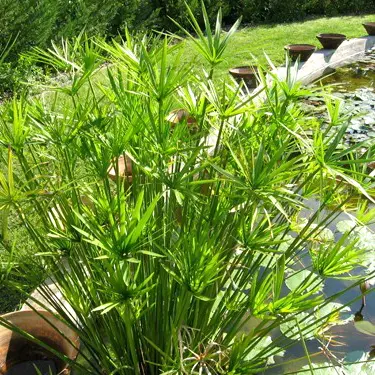 [194] CYPERUS ALTERNIFOLIUS