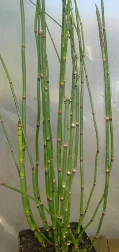 [196] EQUISETUM JAPONICUM