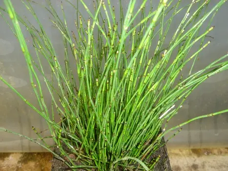 [201] EQUISETUM SCIRPOIDE