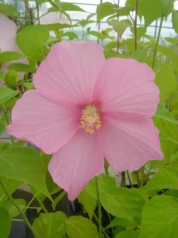 [264] HIBISCUS 