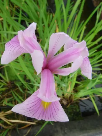 [263] IRIS 