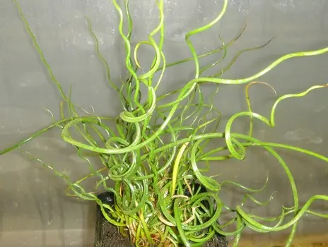 [197] JUNCUS SPIRALIS