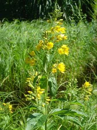 [209] LYSIMACHIA