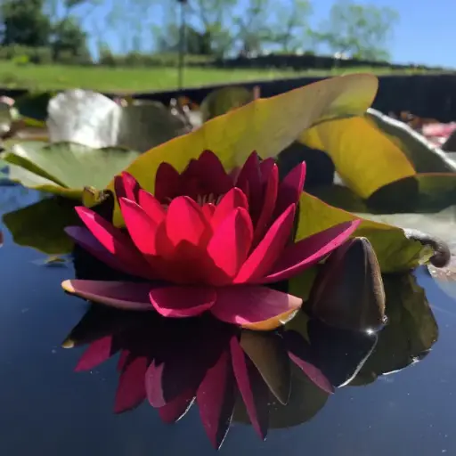 [193] NYMPHEA BLACK PRINCESS 