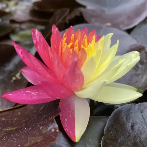 [211] NYMPHEA WANWISIA