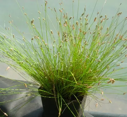 [210] SCIRPUS CERNUUS 