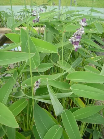 [192] THALIA DEALBATA 