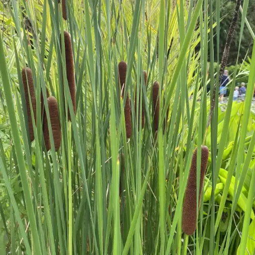 [195] TYPHA  AUGUSTIFOLIA
